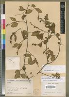 Holotype of Dendroportulaca mirabilis Eggli [family PORTULACACEAE]
