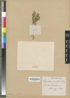 Syntype of Selaginella aristata Spring [family PTERIDOPHYTA]