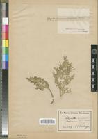 Type? of Selaginella longicauda Warb. [family PTERIDOPHYTA]
