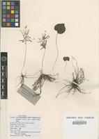 Isotype of Viola dimorphophylla Y.S.Chen & Q.E.Yang [family VIOLACEAE]