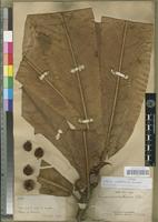 Type of Ficus crescentioides Bureau [family MORACEAE]