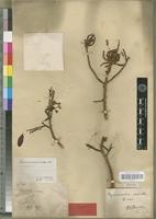 Syntype of Hymenocardia obovata Beille [family EUPHORBIACEAE]