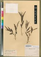 Isotype of Acalypha multifida N. E. Br. [family EUPHORBIACEAE]