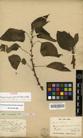 Syntype of Margarocarpus procridioides Wedd. [family URTICACEAE]
