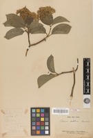 Type of Cornus scabridus Franch. [family CORNACEAE]