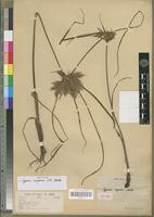 Isotype of Cyperus congensis C.B. Clarke [family CYPERACEAE]