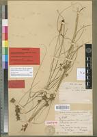 Lectotype of Cyperus maritimus Poir. var. subtilis Kük. [family CYPERACEAE]