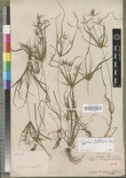 Isotype of Cyperus sphacelatus Rottb. var. tenuior C.B. Clarke [family CYPERACEAE]