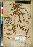 Isotype of Celosia madagascariensis Poir. [family AMARANTHACEAE]
