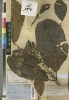 Holotype of Deplanchea speciosa Vieill. [family BIGNONIACEAE]