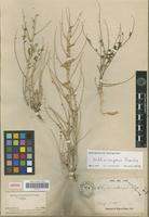 Isolectotype of Astragalus orthocarpus Boiss. [family FABACEAE-PAPILIONOIDEAE]