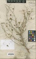 Isolectotype of Astragalus paucijugus Schrenk [family FABACEAE-PAPILIONOIDEAE]