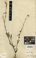 Isotype of Chamissoa blanchetii Moq. [family AMARANTHACEAE]