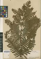 Type of Pteris excelsa Gaudich. [family PTERIDOPHYTA]