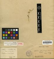 Holotype of Gomphrena helichrysoides Moq. [family AMARANTHACEAE]