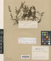 Type of Hymenophyllum riukiuense Christ [family PTERIDOPHYTA]