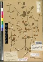 Isotype of Telanthera crucis Moq. [family AMARANTHACEAE]