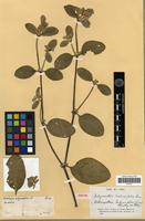 Isotype of Achyranthes halimifolia Lam. [family AMARANTHACEAE]