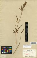 Isotype of Brandesia lanceolata Benth. [family AMARANTHACEAE]