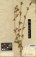 Isotype of Philoxerus portulacoides St.-Hil. [family AMARANTHACEAE]