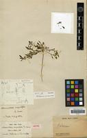 Isotype of Alternanthera angustifolia R.Brown [family AMARANTHACEAE]