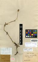 Holotype of Gomphrena duriuscula Moq. [family AMARANTHACEAE]