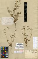 Isotype of Gomphrena leucocephala Mart. var. foliosus Suess. [family AMARANTHACEAE]