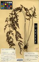 Type of Asplenium pseudolaserpitiifolium Ching [family PTERIDOPHYTA]