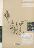 Holotype of Trichomanes japonicum Franch. & Sav. var. oshimense Christ [family PTERIDOPHYTA]