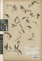 Isotype of Trichomanes japonicum Franch. & Sav. var. angustatum Christ [family PTERIDOPHYTA]