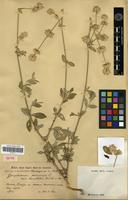 Isolectotype of Gomphrena perennis L. var. saxatilis R.E.Fr. [family AMARANTHACEAE]