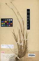 Isotype of Hordeum cylindricum Steud. [family POACEAE]