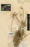 Isolectotype of Hordeum lechleri (Steud.) Schenck. [family POACEAE]