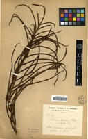 Type of Blechnum tabulare (Thunb.) Kuhn var. robusta Fée [family PTERIDOPHYTA]