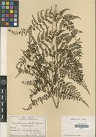 Isotype of Monachosorum arakii Tagawa [family PTERIDOPHYTA]