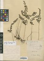 Type of Lindsaea cambodgensis Christ [family PTERIDOPHYTA]
