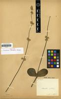 Isotype of Froelichia chacoensis Chodat [family AMARANTHACEAE]