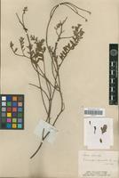 Type of Croton codonocalyx Baill. [family EUPHORBIACEAE]
