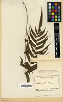 Type of Aspidium jaculosum Christ [family PTERIDOPHYTA]