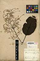 Type of Charpentiera ovata Gaudich. [family AMARANTHACEAE]