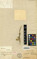 Isotype of Achyranthes splendens Mart. ex Moq. [family AMARANTHACEAE]