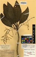 Isotype of Charpentiera australis Sohmer [family AMARANTHACEAE]