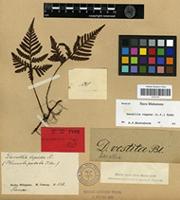 Isotype of Davallia cumingii Hook. [family PTERIDOPHYTA]