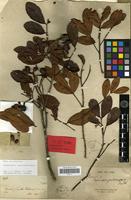 Type of Cupaniopsis psilocarpa Radlk. [family SAPINDACEAE]