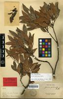 Lectotype of Guioa pectinata Radlk. [family SAPINDACEAE]