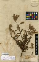 Type? of Phacelia crenulata Torr. ex S.Watson var. vulgaris Brand [family HYDROPHYLLACEAE]