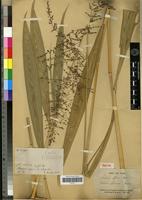 Isotype of Setaria effusa E.Fourn. [family POACEAE]