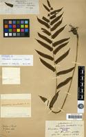 Holotype of Allantodia cavaleriana Christ [family PTERIDOPHYTA]