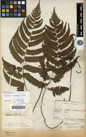 Holotype of Diplazium isobasis Christ. [family PTERIDOPHYTA]
