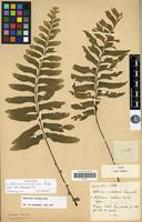 Isotype of Asplenium excisum C.Presl [family PTERIDOPHYTA]
